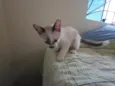 Gatinhos nascidos no dia 7 de julho