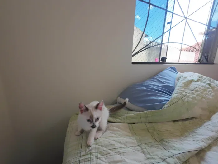 Gato ra a SRD-ViraLata idade Abaixo de 2 meses nome Gatinhos nascidos no dia 7 de julho