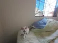 Gatinhos nascidos no dia 7 de julho
