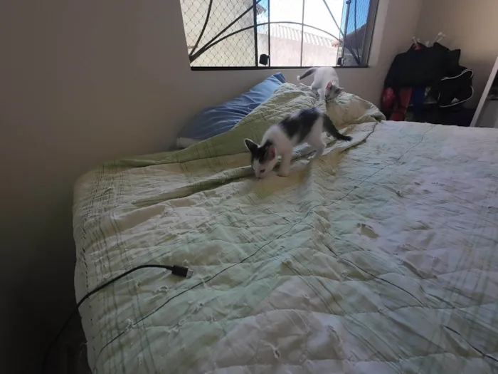 Gato ra a SRD-ViraLata idade Abaixo de 2 meses nome Gatinhos nascidos no dia 7 de julho