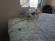 Gatinhos nascidos no dia 7 de julho