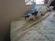 Gatinhos nascidos no dia 7 de julho