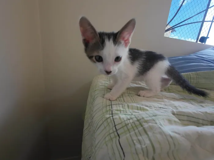 Gato ra a SRD-ViraLata idade Abaixo de 2 meses nome Gatinhos nascidos no dia 7 de julho