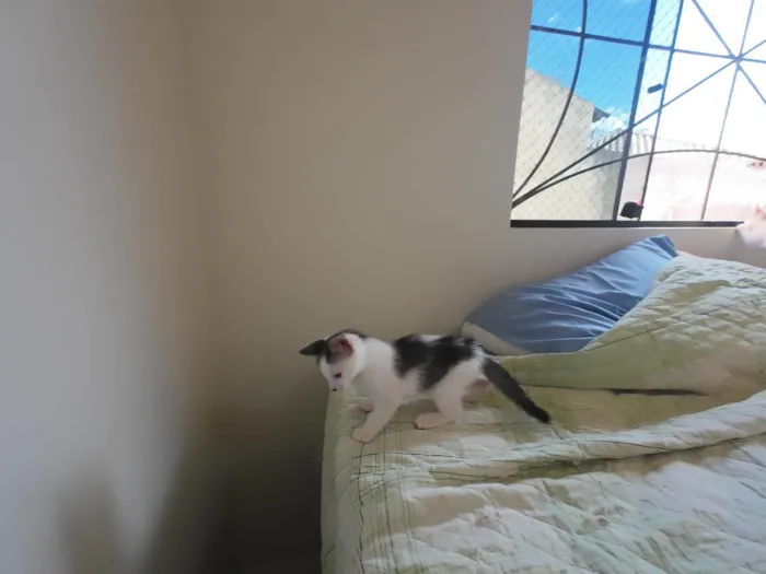Gato ra a SRD-ViraLata idade Abaixo de 2 meses nome Gatinhos nascidos no dia 7 de julho