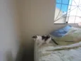 Gatinhos nascidos no dia 7 de julho
