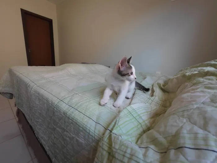 Gato ra a SRD-ViraLata idade Abaixo de 2 meses nome Gatinhos nascidos no dia 7 de julho