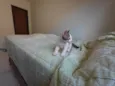 Gatinhos nascidos no dia 7 de julho