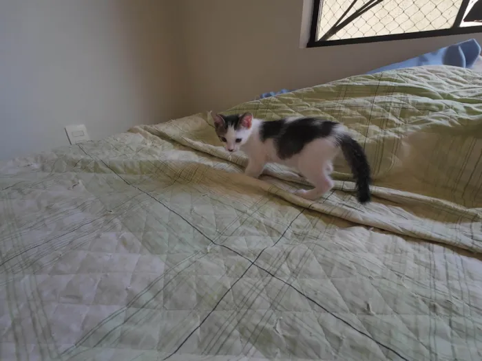 Gato ra a SRD-ViraLata idade Abaixo de 2 meses nome Gatinhos nascidos no dia 7 de julho
