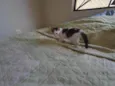 Gatinhos nascidos no dia 7 de julho