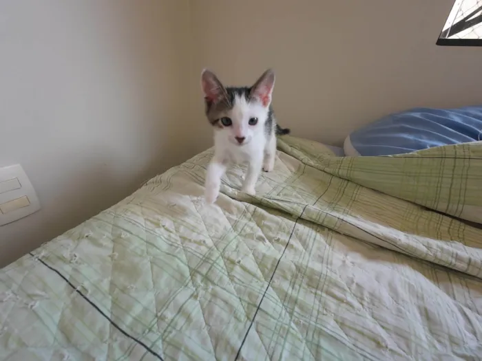 Gato ra a SRD-ViraLata idade Abaixo de 2 meses nome Gatinhos nascidos no dia 7 de julho