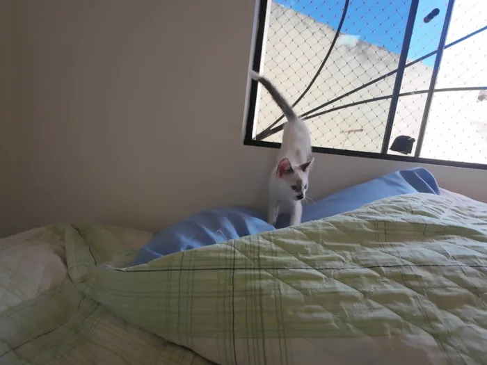 Gato ra a SRD-ViraLata idade Abaixo de 2 meses nome Gatinhos nascidos no dia 7 de julho