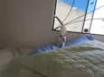 Gatinhos nascidos no dia 7 de julho