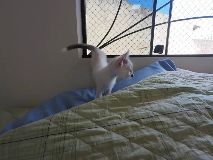 Gato ra a SRD-ViraLata idade Abaixo de 2 meses nome Gatinhos nascidos no dia 7 de julho
