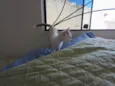 Gatinhos nascidos no dia 7 de julho