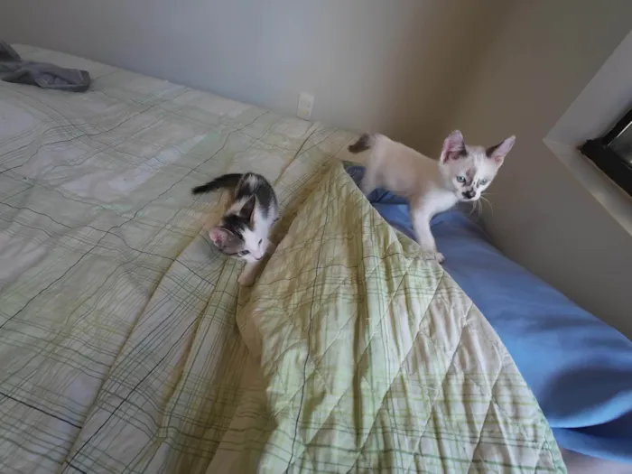 Gato ra a SRD-ViraLata idade Abaixo de 2 meses nome Gatinhos nascidos no dia 7 de julho