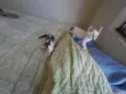 Gatinhos nascidos no dia 7 de julho