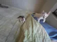 Gatinhos nascidos no dia 7 de julho