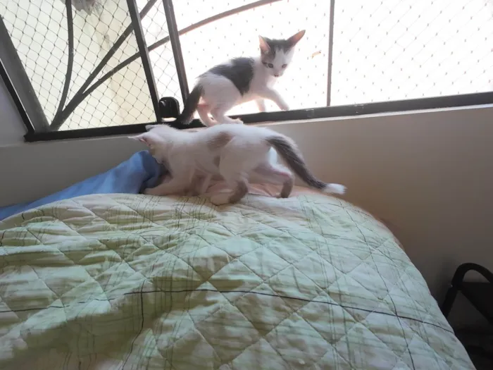 Gato ra a SRD-ViraLata idade Abaixo de 2 meses nome Gatinhos nascidos no dia 7 de julho