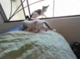 Gatinhos nascidos no dia 7 de julho
