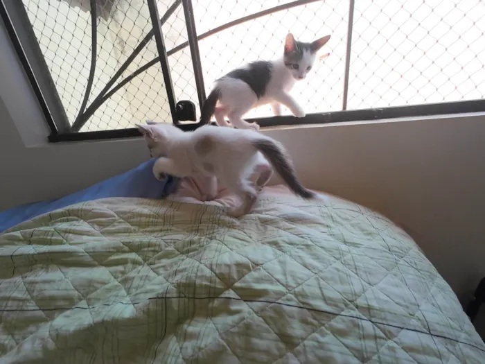 Gato ra a SRD-ViraLata idade Abaixo de 2 meses nome Gatinhos nascidos no dia 7 de julho