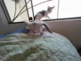 Gatinhos nascidos no dia 7 de julho