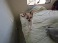 Gatinhos nascidos no dia 7 de julho