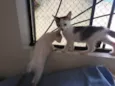 Gatinhos nascidos no dia 7 de julho