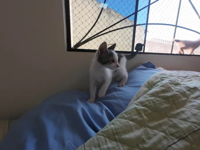 Gato ra a SRD-ViraLata idade Abaixo de 2 meses nome Gatinhos nascidos no dia 7 de julho