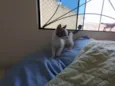 Gatinhos nascidos no dia 7 de julho