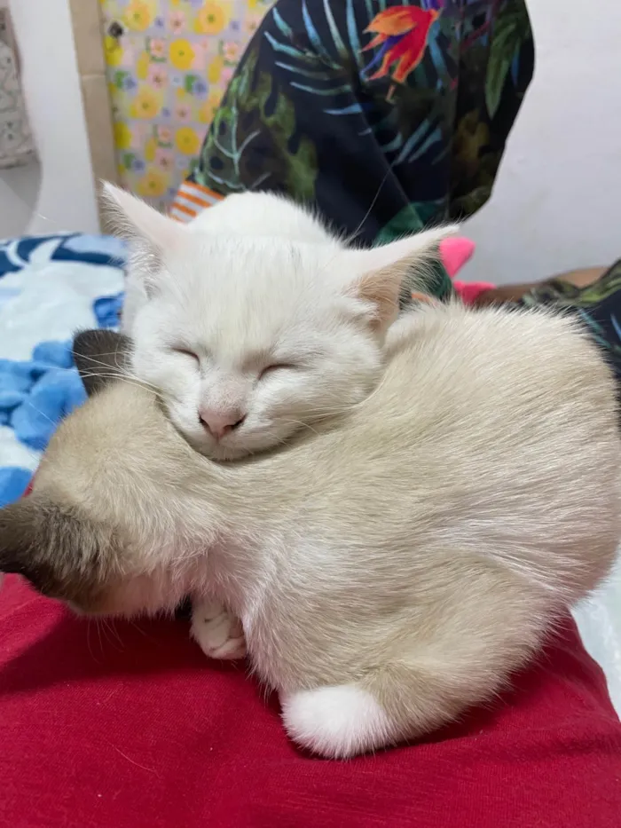 Gato ra a SRD-ViraLata idade 2 a 6 meses nome Kate