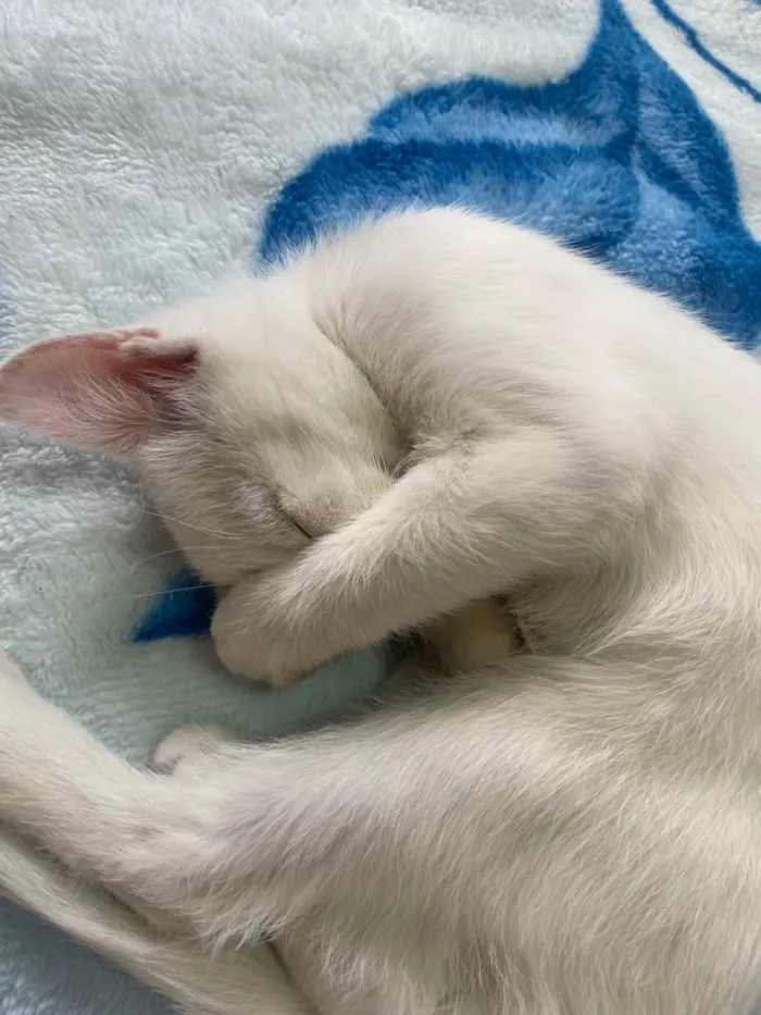 Gato ra a SRD-ViraLata idade 2 a 6 meses nome Kate