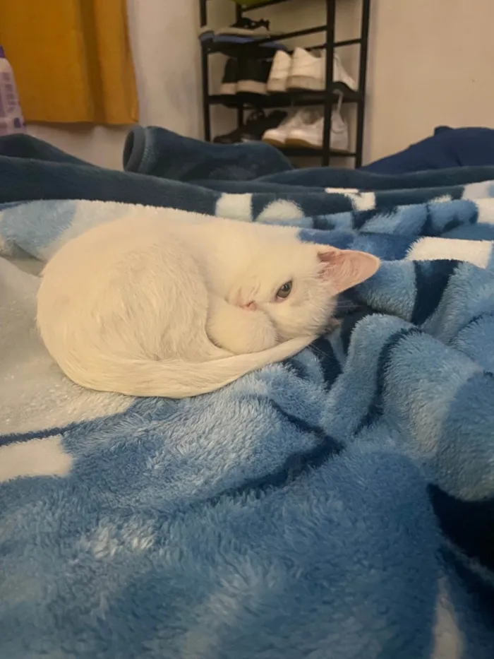 Gato ra a SRD-ViraLata idade 2 a 6 meses nome Kate