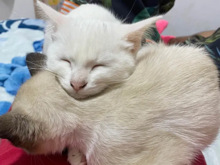 Gato ra a SRD-ViraLata idade 2 a 6 meses nome Kate