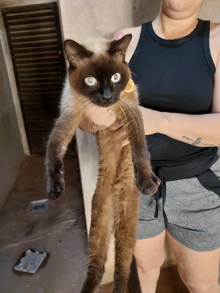 Gato ra a Siamês idade 7 a 11 meses nome Não sabemos