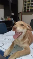 Não tem