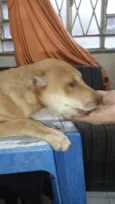 Não tem
