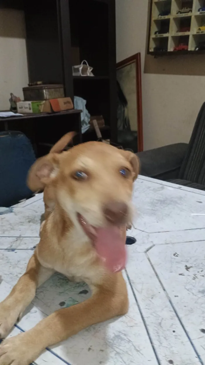 Cachorro ra a SRD-ViraLata idade 2 a 6 meses nome Não tem