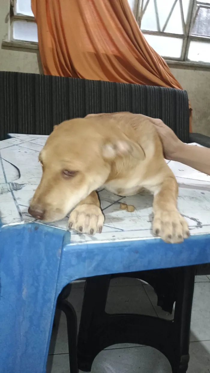 Cachorro ra a SRD-ViraLata idade 2 a 6 meses nome Não tem