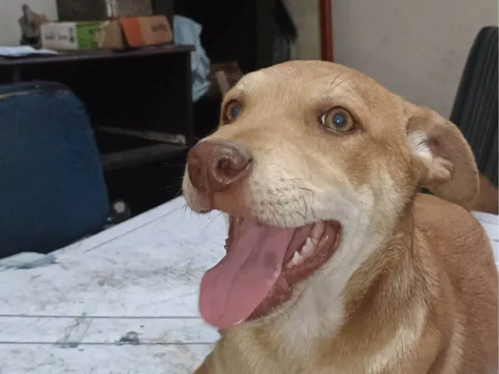 Cachorro ra a SRD-ViraLata idade 2 a 6 meses nome Não tem