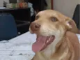 Não tem