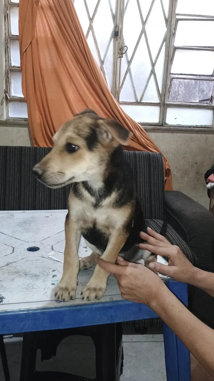 Cachorro ra a SRD-ViraLata idade 2 a 6 meses nome Não tem