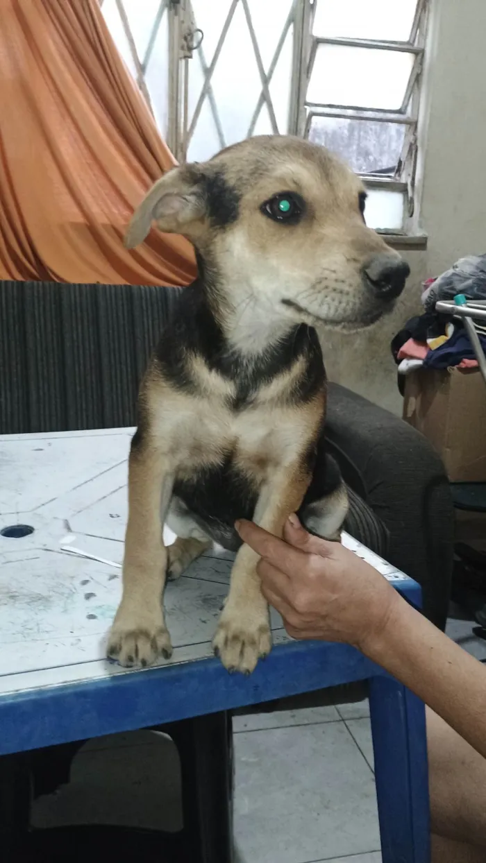 Cachorro ra a SRD-ViraLata idade 2 a 6 meses nome Não tem