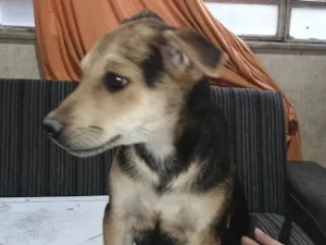 Cachorro raça SRD-ViraLata idade 2 a 6 meses nome Não tem