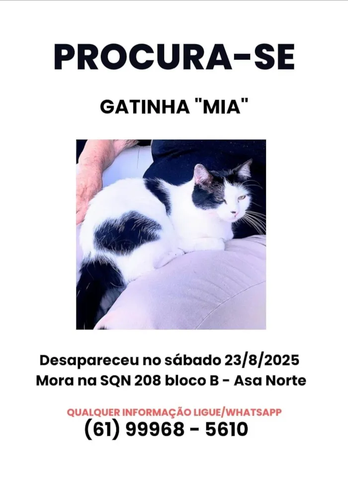 Gato ra a SRD-ViraLata idade 5 anos nome Mia