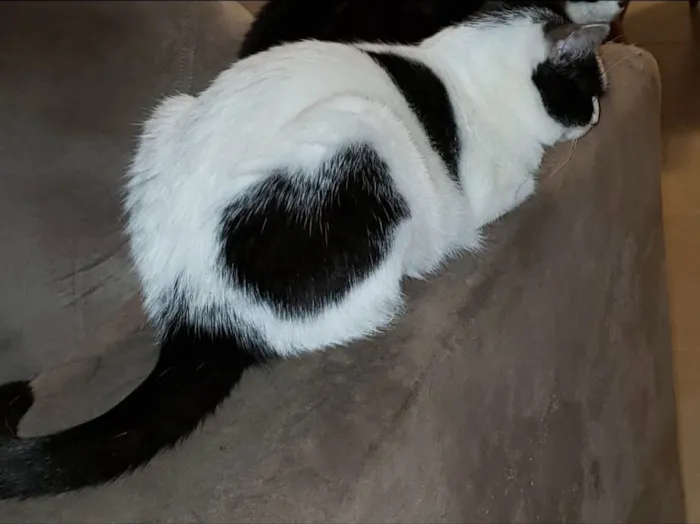 Gato ra a SRD-ViraLata idade 5 anos nome Mia