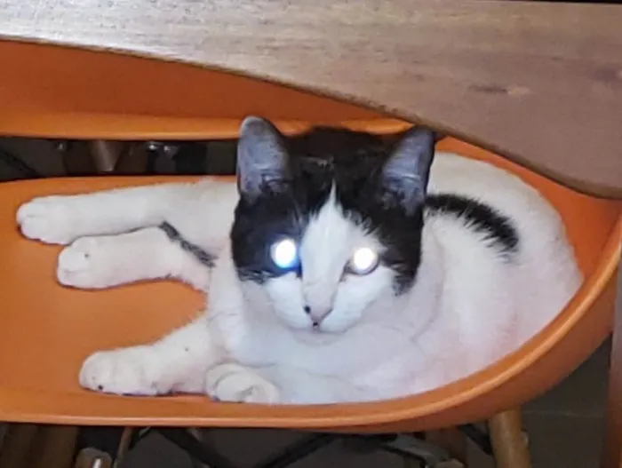Gato ra a SRD-ViraLata idade 5 anos nome Mia