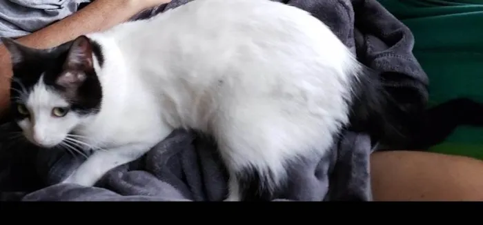 Gato ra a SRD-ViraLata idade 5 anos nome Mia