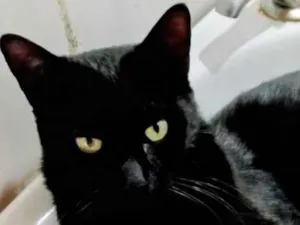 Gato raça SRD-ViraLata idade 2 a 6 meses nome Pietro 