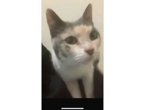 Gato raça SRD-ViraLata idade 1 ano nome Nina