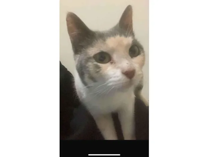 Gato ra a SRD-ViraLata idade 1 ano nome Nina